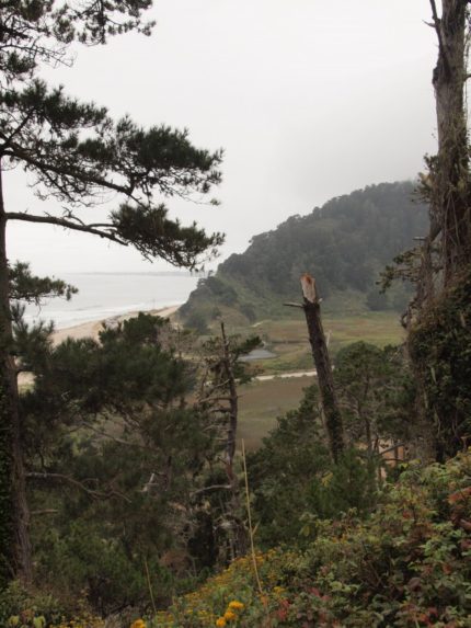 Coastal Monterey Pines