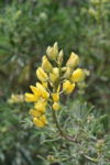 Bush Lupine